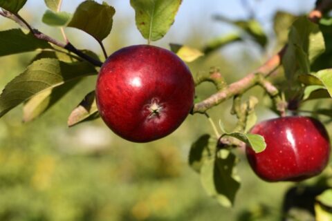 Jabloň Topaz